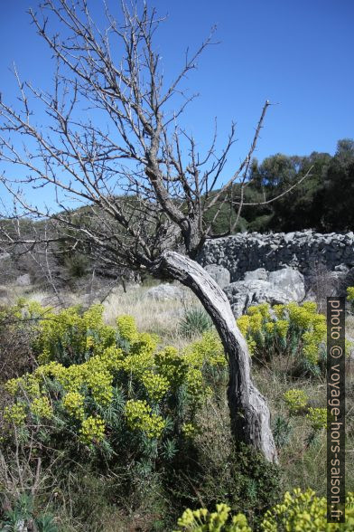 Arbre fruitier sur la côte de Pag. Photo © Alex Medwedeff