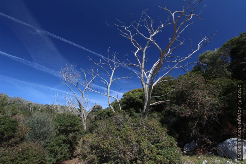 Squelettes d'arbres blancs. Photo © André M. Winter