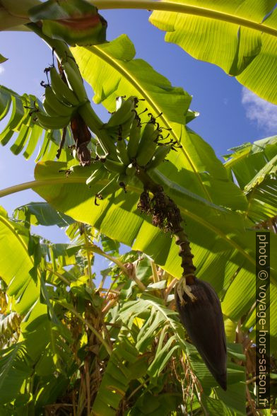 Bananes et fleur stérile de bananier. Photo © Alex Medwedeff