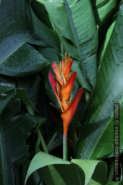 Fleur de Heliconia. Photo © Alex Medwedeff