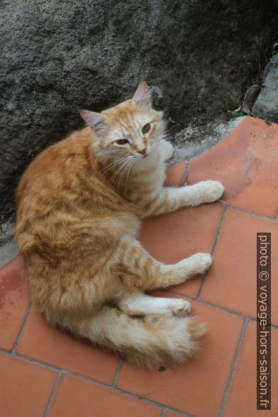 Le chat Tigrou. Photo © Alex Medwedeff