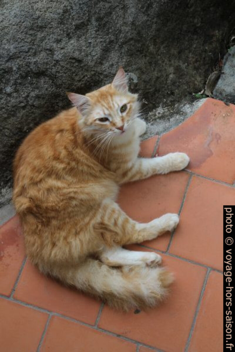 Le chat Tigrou. Photo © Alex Medwedeff