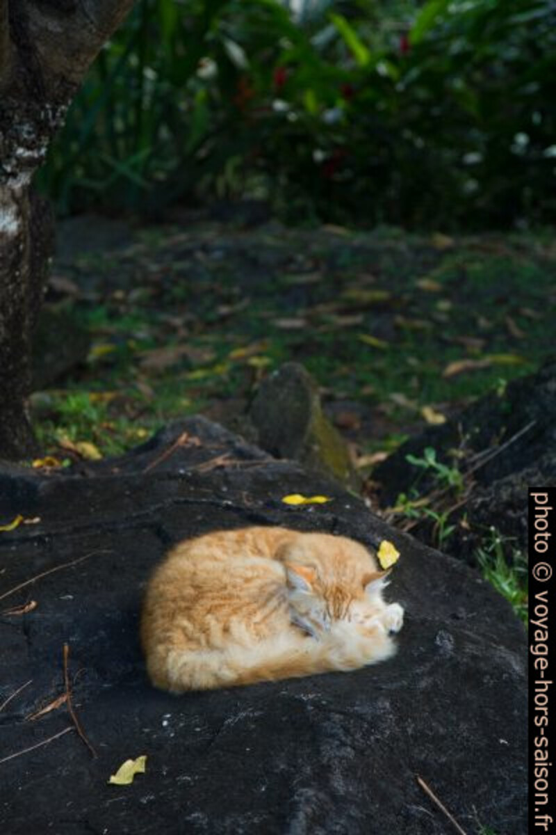 Le chat dormant dans son creux sur le rocher. Photo © Alex Medwedeff