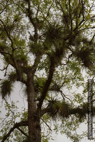 Ananas sauvages (Tillandsia utriculata) sur un grand arbre. Photo © Alex Medwedeff