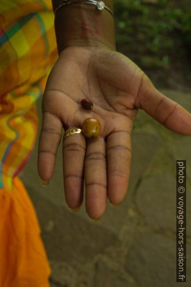 Cerises de café robusta et arabica dans une main. Photo © Alex Medwedeff