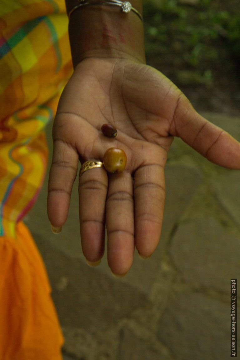 Cerises de café robusta et arabica dans une main. Photo © Alex Medwedeff