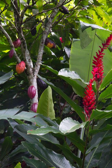 Cacaoyer et fleur d'alpinia. Photo © Alex Medwedeff