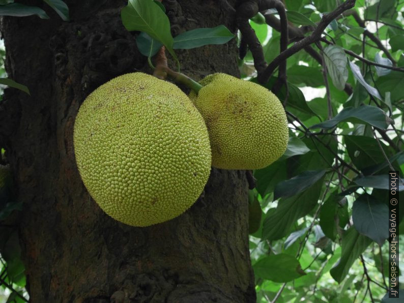 Fruits à pain sur l'arbre à pain. Photo © André M. Winter