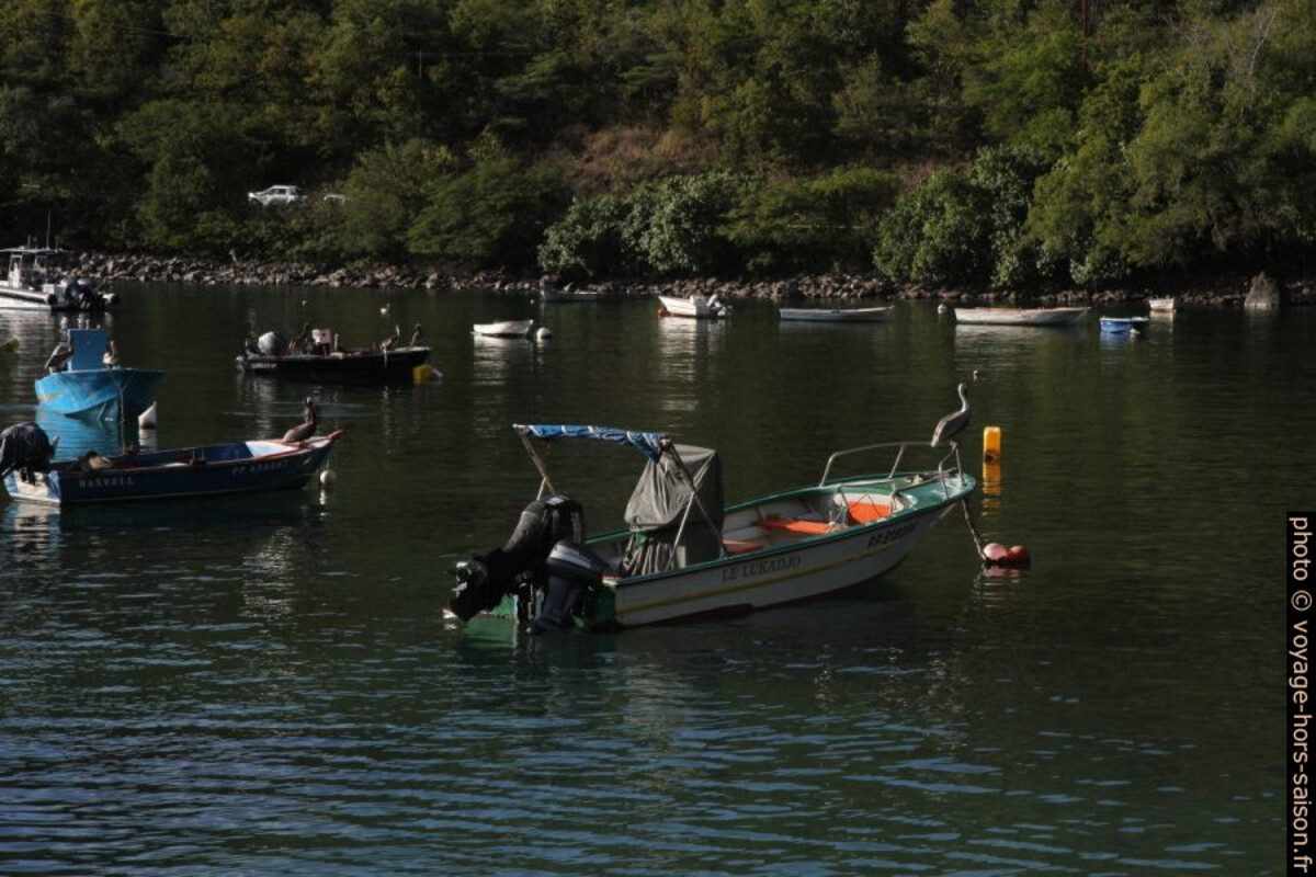 Pélicans sur les bateaux de pêche dans l'Anse à la Barque. Photo © Alex Medwedeff