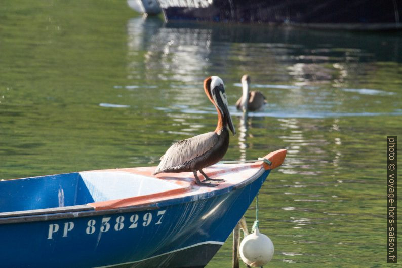 Pélican brun sur la proue d'un bateau. Photo © André M. Winter
