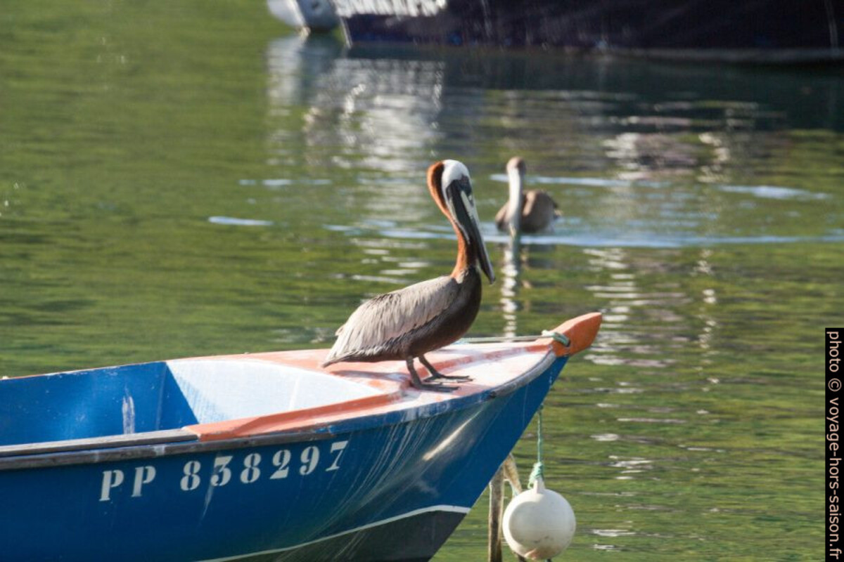 Pélican brun sur la proue d'un bateau. Photo © André M. Winter