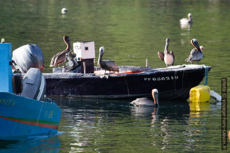 Plusieurs pélicans bruns sur une barque. Photo © André M. Winter