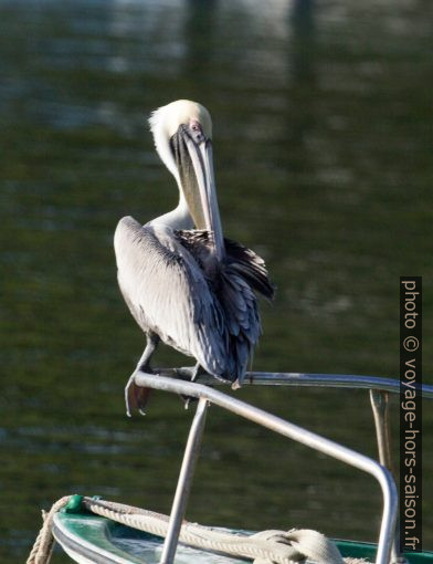 Pélican brun en train d'entretenir son plumage. Photo © André M. Winter