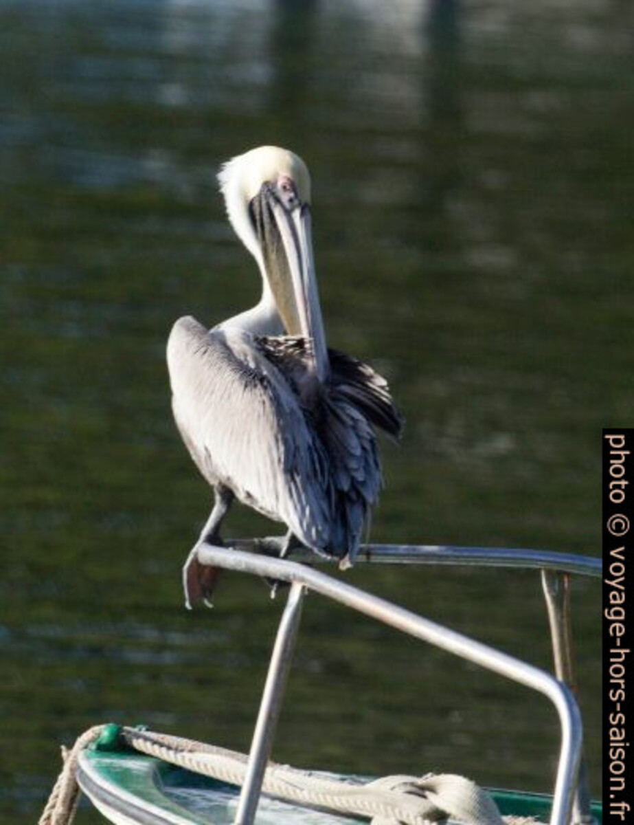 Pélican brun en train d'entretenir son plumage. Photo © André M. Winter