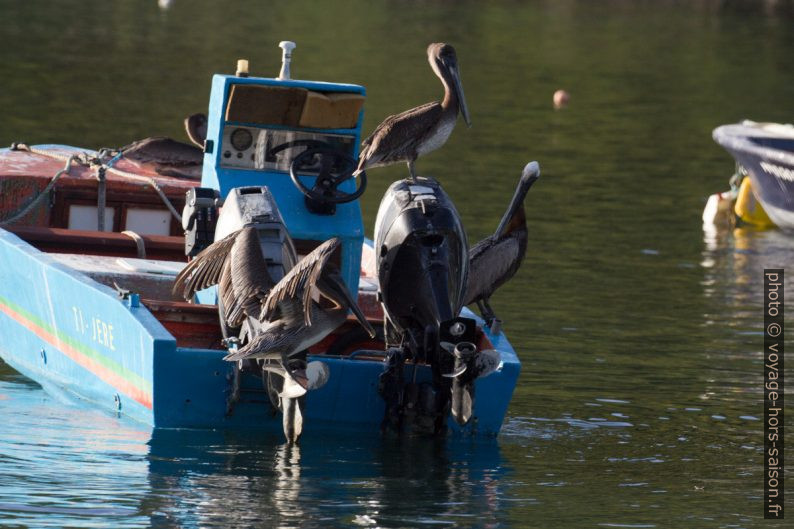 Plusieurs pélicans bruns sur une petite barque. Photo © André M. Winter