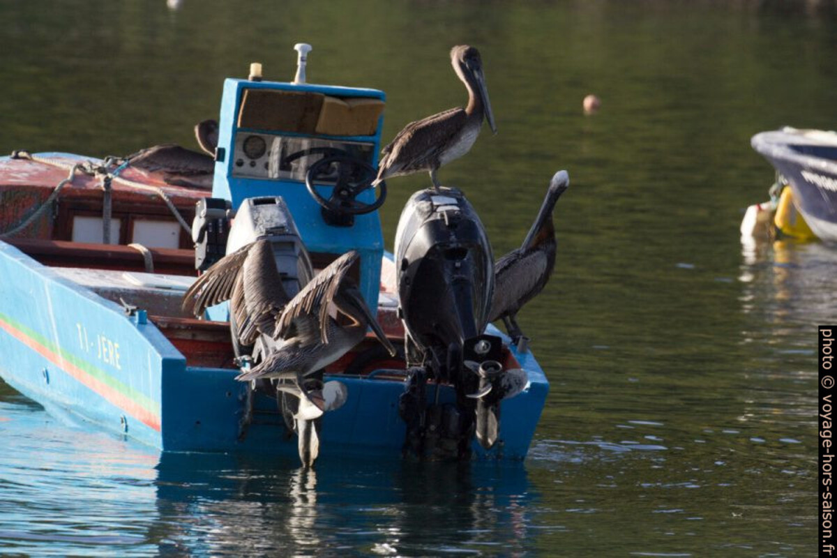 Plusieurs pélicans bruns sur une petite barque. Photo © André M. Winter