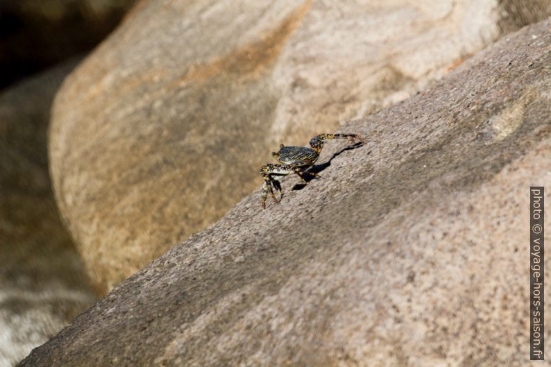 Jeune cirique de mer sur un rocher. Photo © André M. Winter