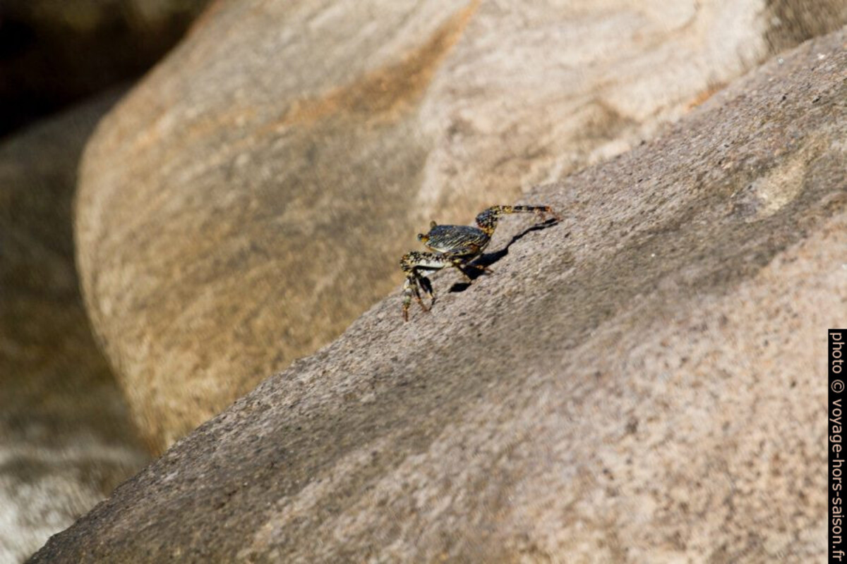 Jeune cirique de mer sur un rocher. Photo © André M. Winter