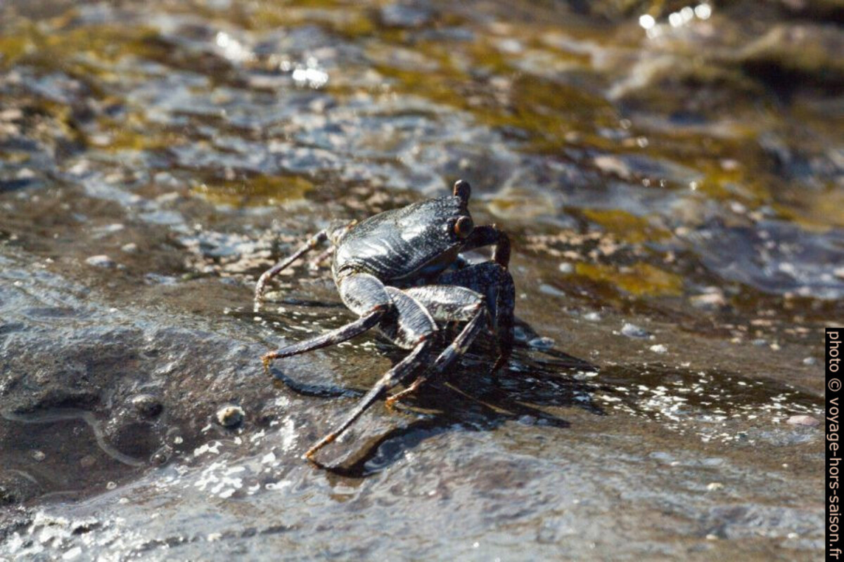 Jeune zagaia sur un rocher en bord de mer. Photo © André M. Winter