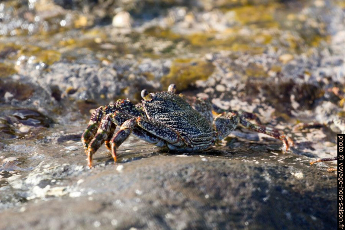 Jeune crabe zagayak sur un rocher en bord de mer. Photo © André M. Winter