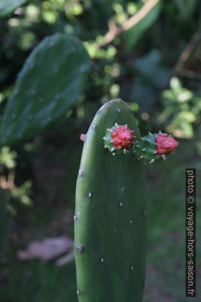 Figuier de barbarie dans le jardin. Photo © Alex Medwedeff