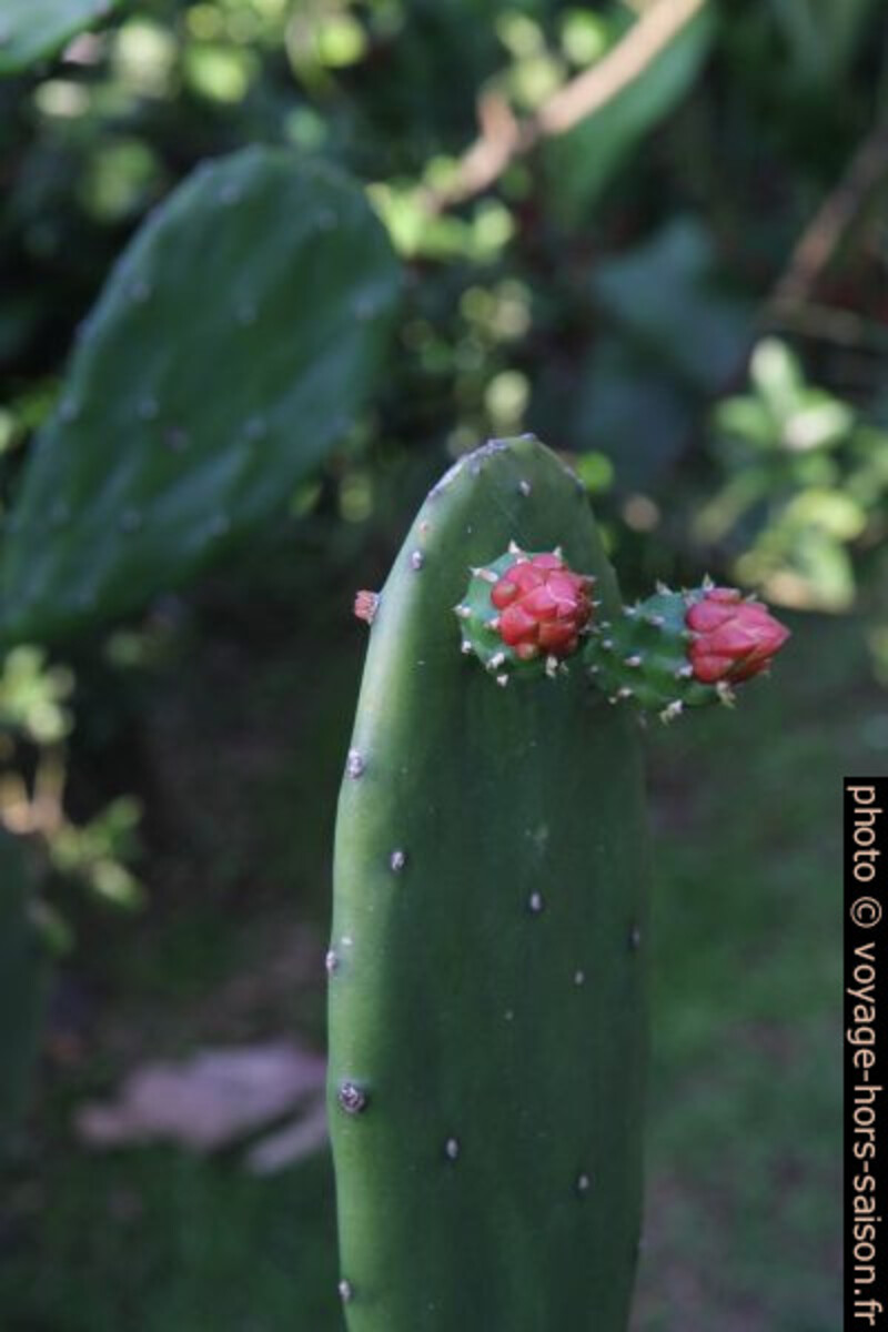 Figuier de barbarie dans le jardin. Photo © Alex Medwedeff