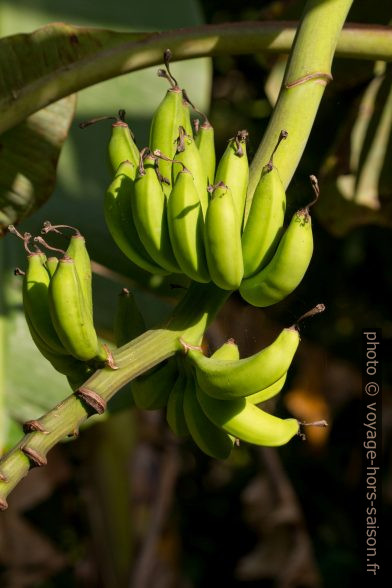 Bananes vertes sur leur tige. Photo © Alex Medwedeff