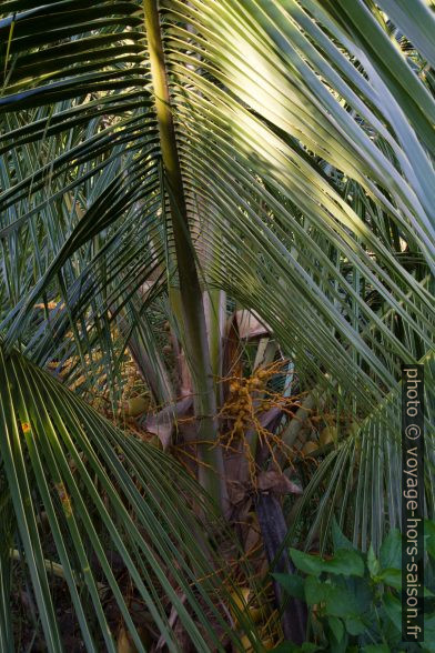 Cocotier aux fruits encore très petits. Photo © Alex Medwedeff