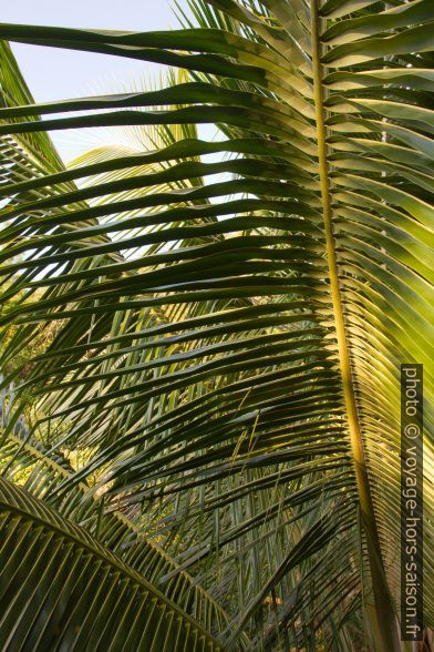 Feuille de cocotier aux soleil du soir. Photo © Alex Medwedeff