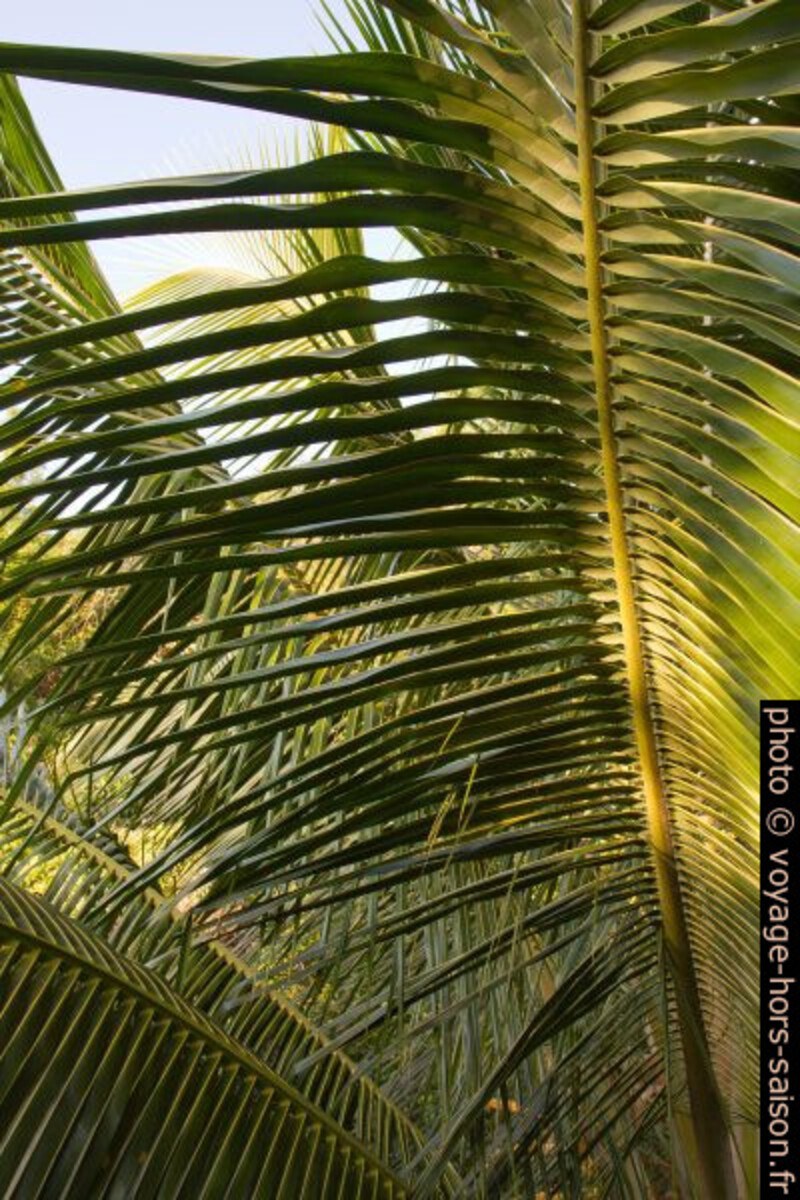 Feuille de cocotier aux soleil du soir. Photo © Alex Medwedeff