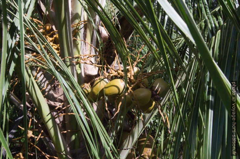 Cocos verts sur un cocotier. Photo © André M. Winter