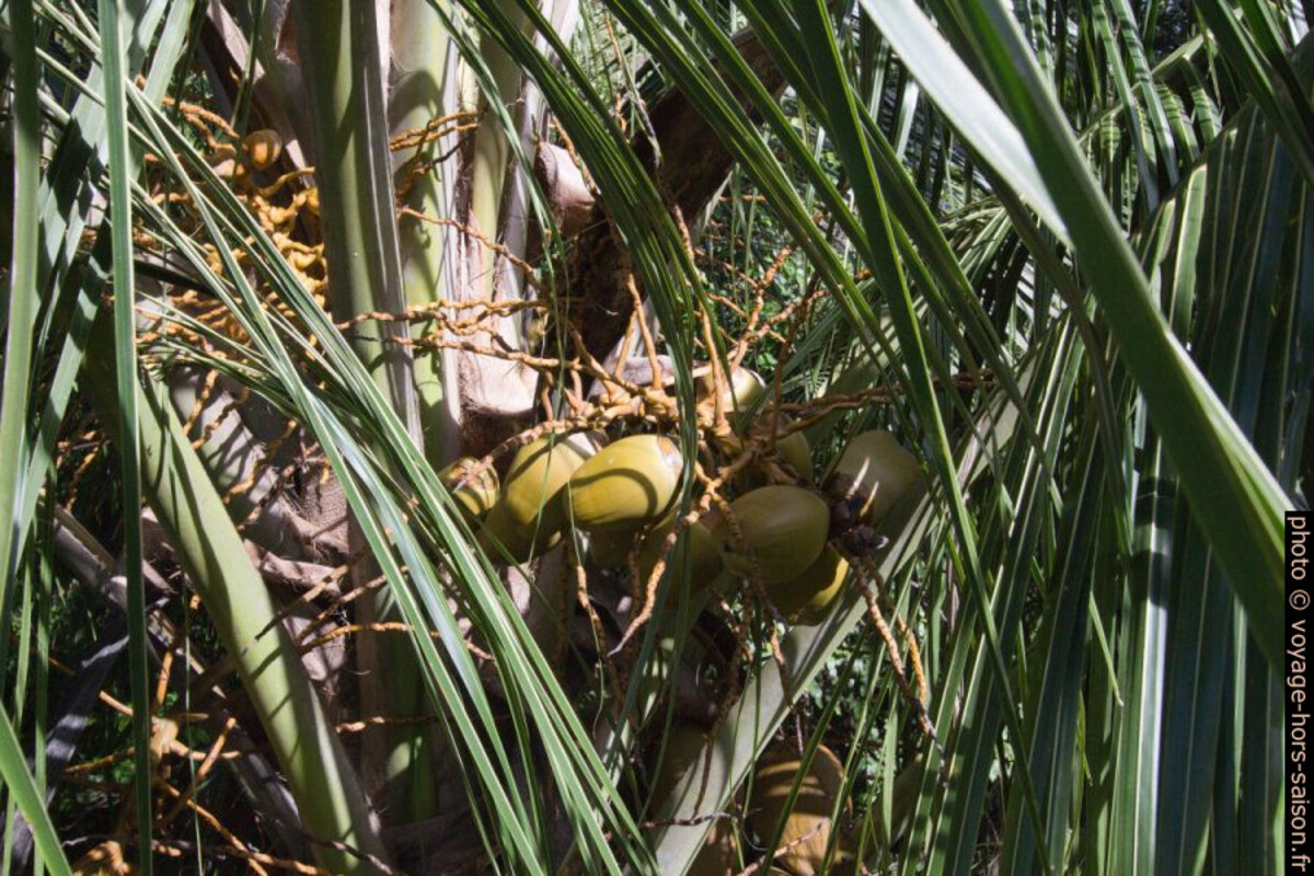 Cocos verts sur un cocotier. Photo © André M. Winter