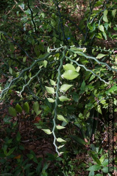 Euphorbia tithymaloides. Photo © Alex Medwedeff