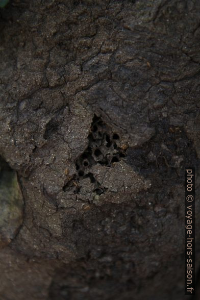 Surface cassé d'une termitière en Guadeloupe. Photo © Alex Medwedeff