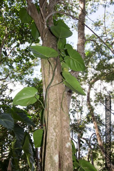 Plante grimpante. Photo © André M. Winter