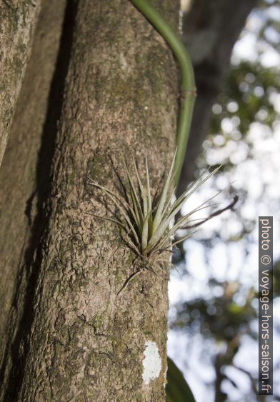 Une espèce de tillandsia. Photo © André M. Winter