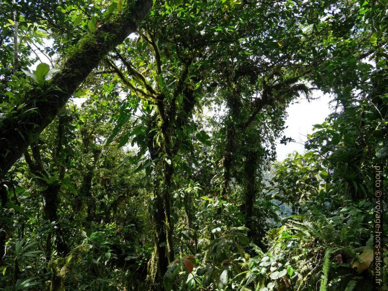 Forêt tropicale avec plantes épiphytes. Photo © André M. Winter