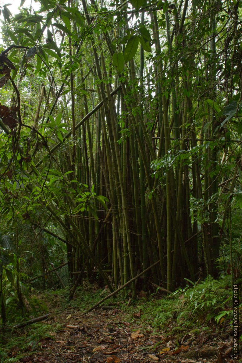 Forêt de bambous. Photo © Alex Medwedeff