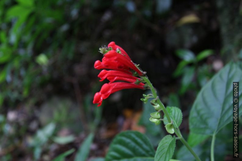 Fleur rouge dans la forêt tropicale de Guadeloupe. Photo © André M. Winter