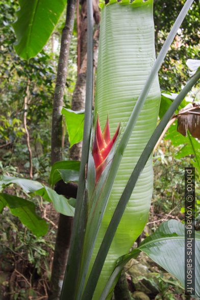 Balisier rouge sauvage. Photo © André M. Winter