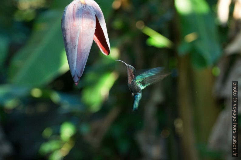 Colibri madère femelle sous l'inflorescence d'un bananier. Photo © André M. Winter