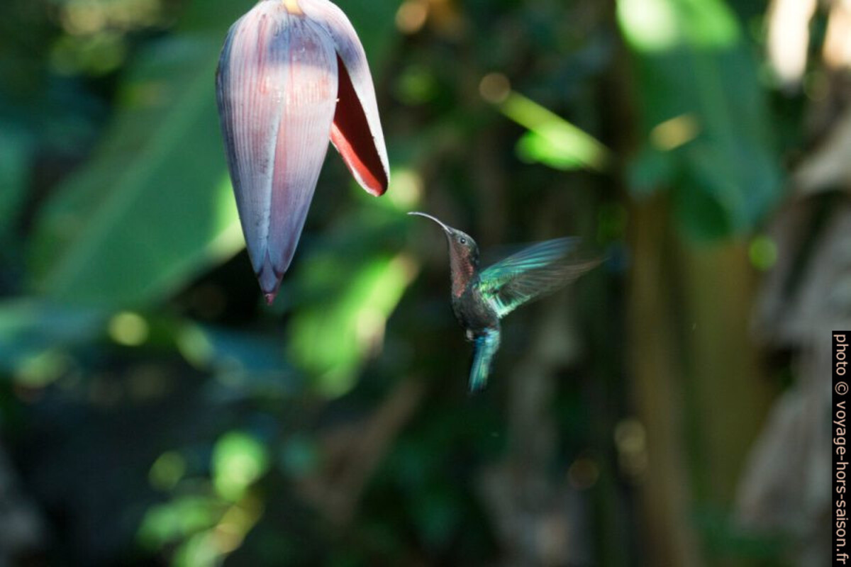Colibri madère femelle sous l'inflorescence d'un bananier. Photo © André M. Winter