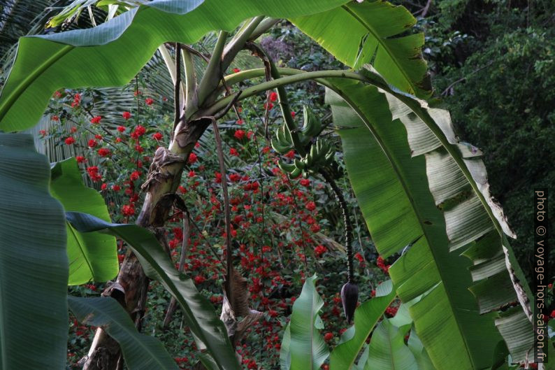 Bananier et un buisson aux fleurs rouges. Photo © Alex Medwedeff