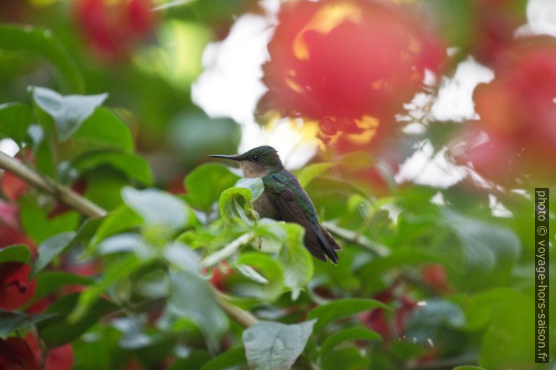 Colibri huppé au repos dans un buisson. Photo © André M. Winter