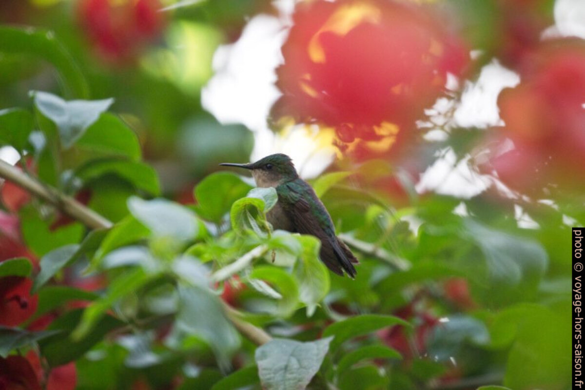 Colibri huppé au repos dans un buisson. Photo © André M. Winter