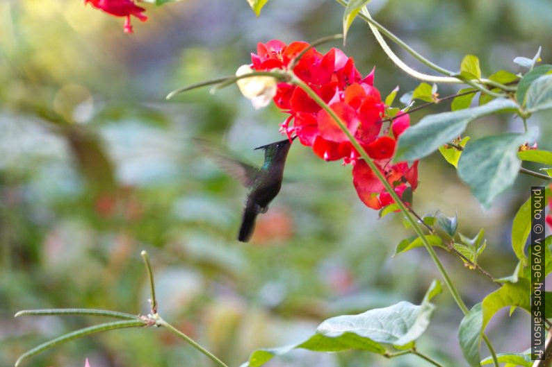 Colibri huppé butinant une fleur. Photo © André M. Winter