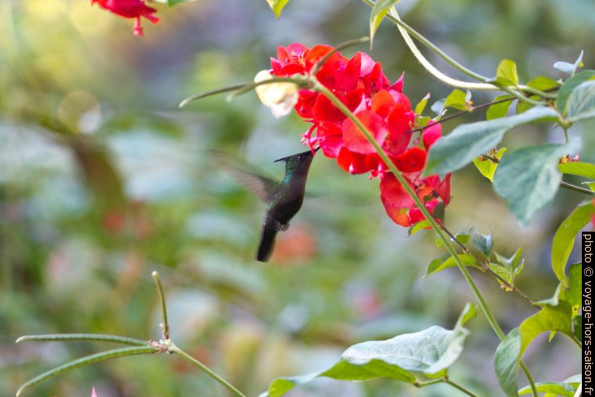 Colibri huppé butinant une fleur. Photo © André M. Winter