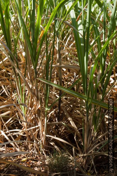 Plants de canne à sucre. Photo © Alex Medwedeff