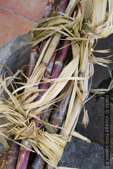 Botte de canne à sucre récolée. Photo © Alex Medwedeff