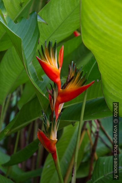 Balisier dans le jardin. Photo © Alex Medwedeff